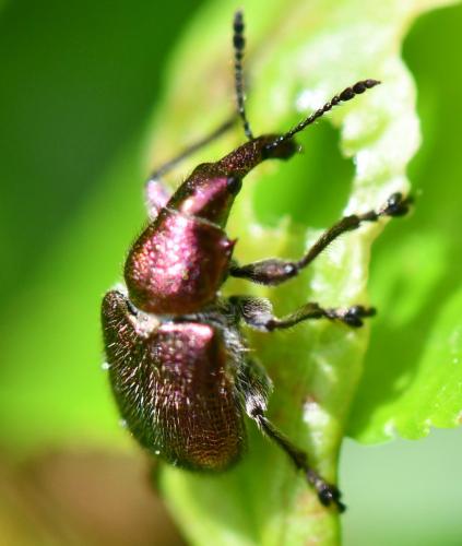 Réf. 282 048 : Rhynchites auratus